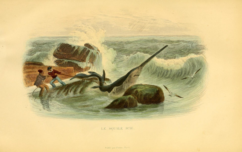 Illustration for article titled Vintage Shark Illustrations Are Jaw-Droppingly Gorgeous